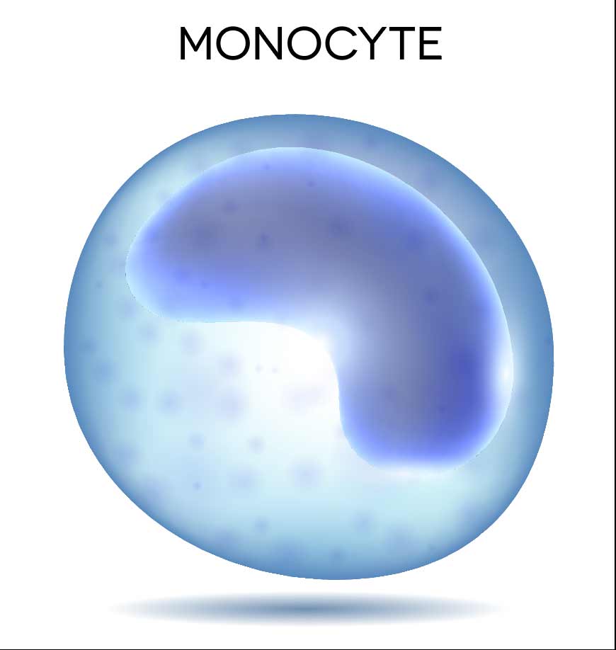 human blood monocyte
