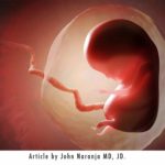 Human fetus or embryo inside womb