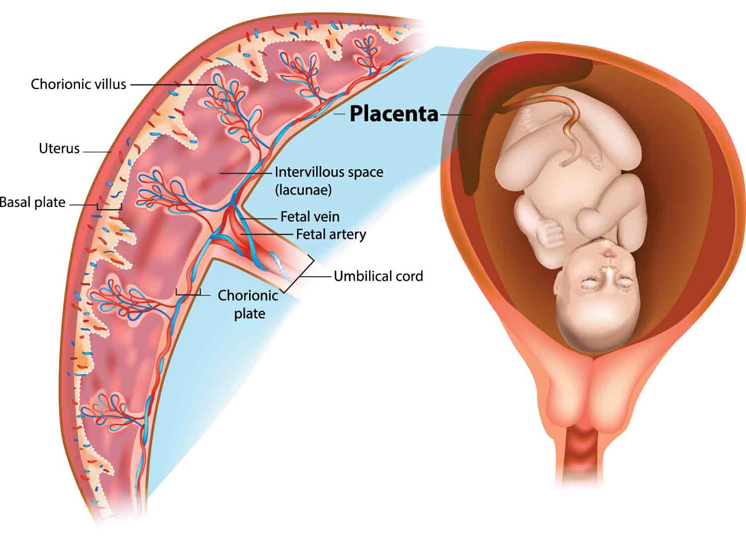 Placental structure and circulation