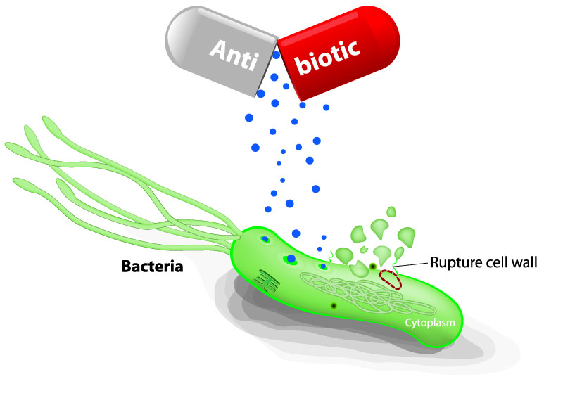 antibiotic causing rupture of bacteria cell