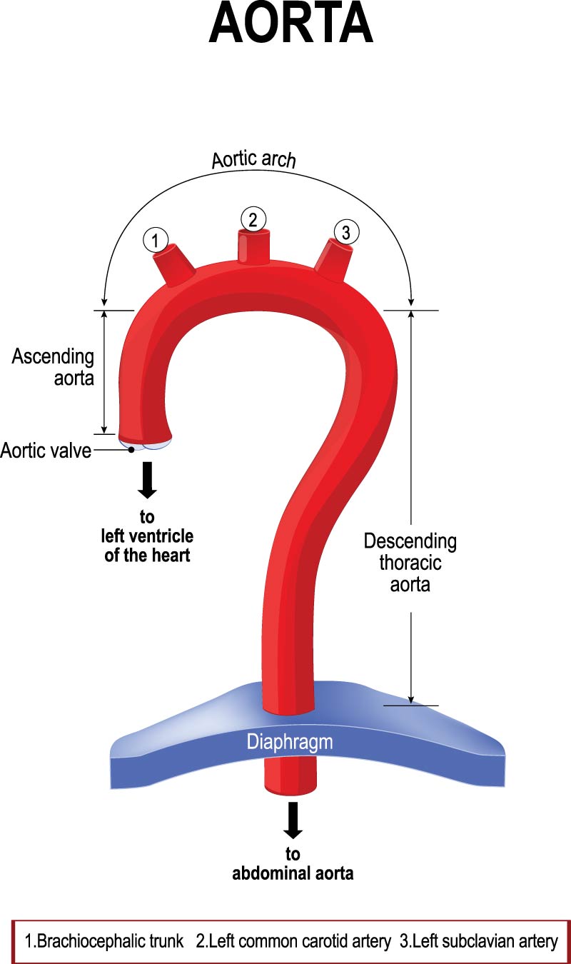aorta segments