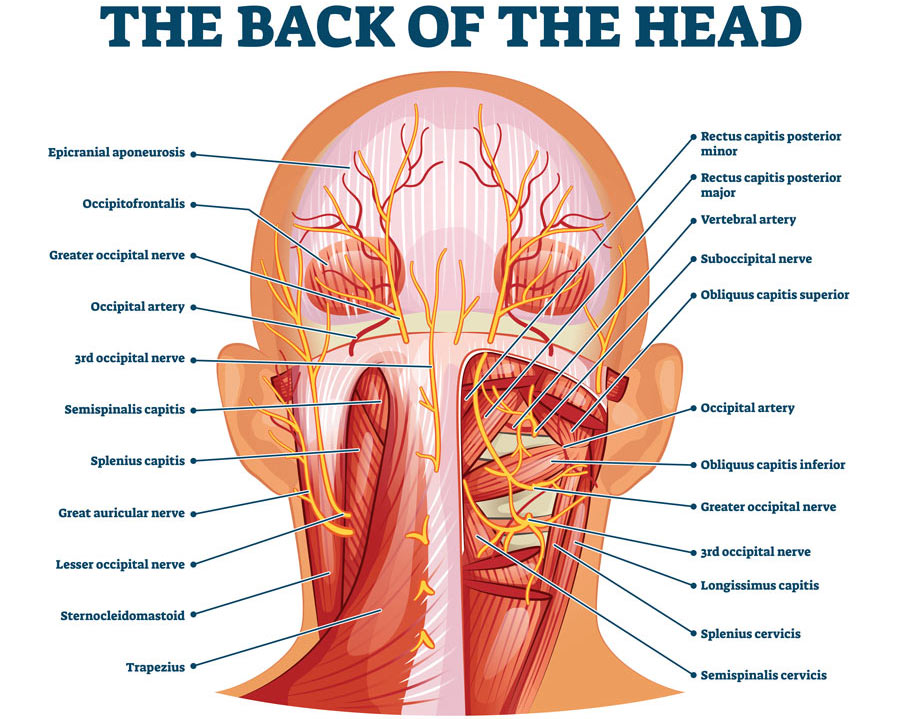 Back of the head muscle structure and nerve system diagram