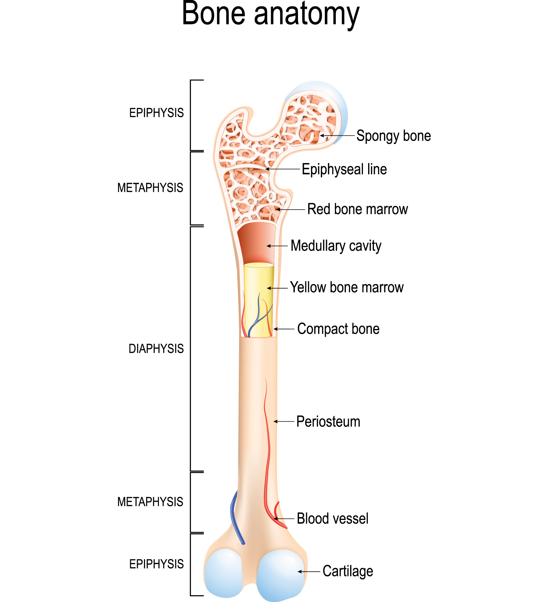 bone anatomy