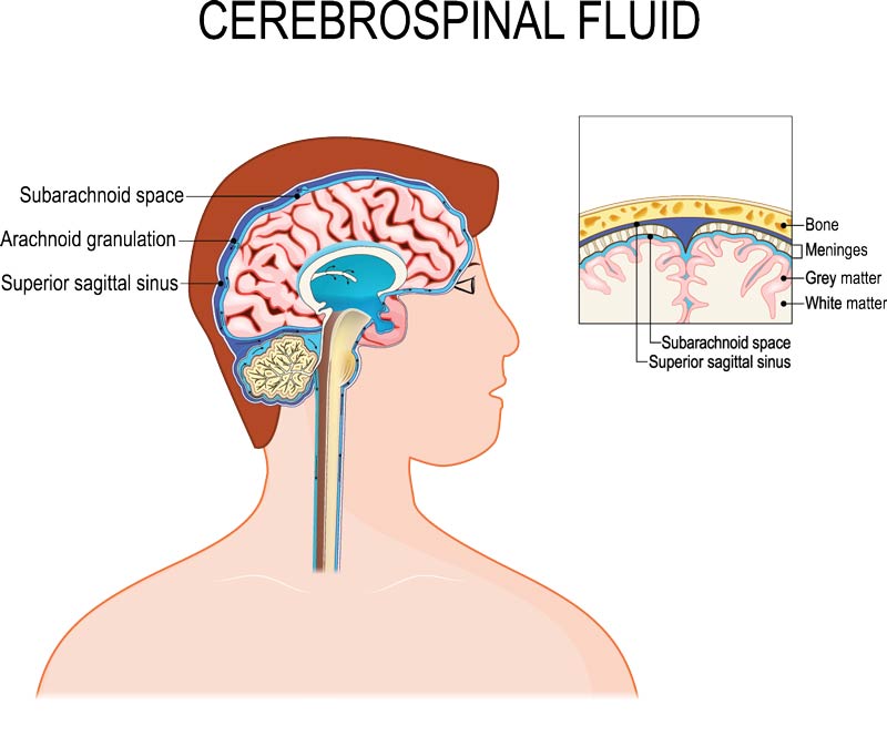 cerebrospinal fluid in diagram of head