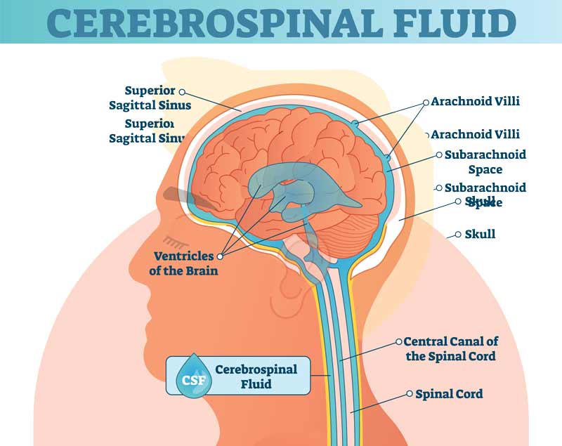 cerebrospinal fluid illustration