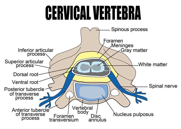 cervical vertebra diagram