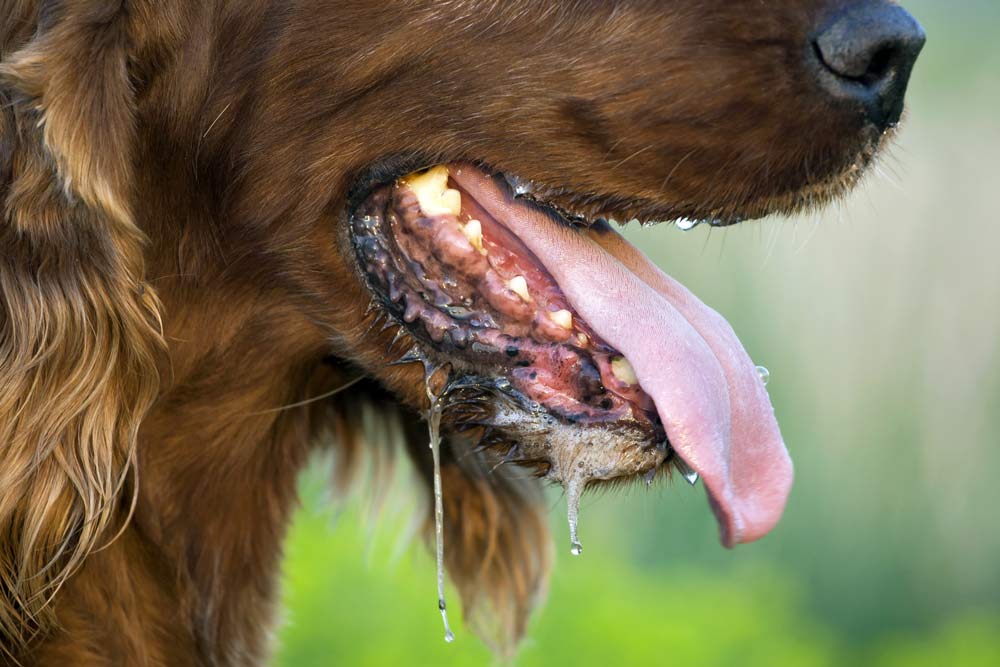 dog panting and drooling on hot day, bacteria probable