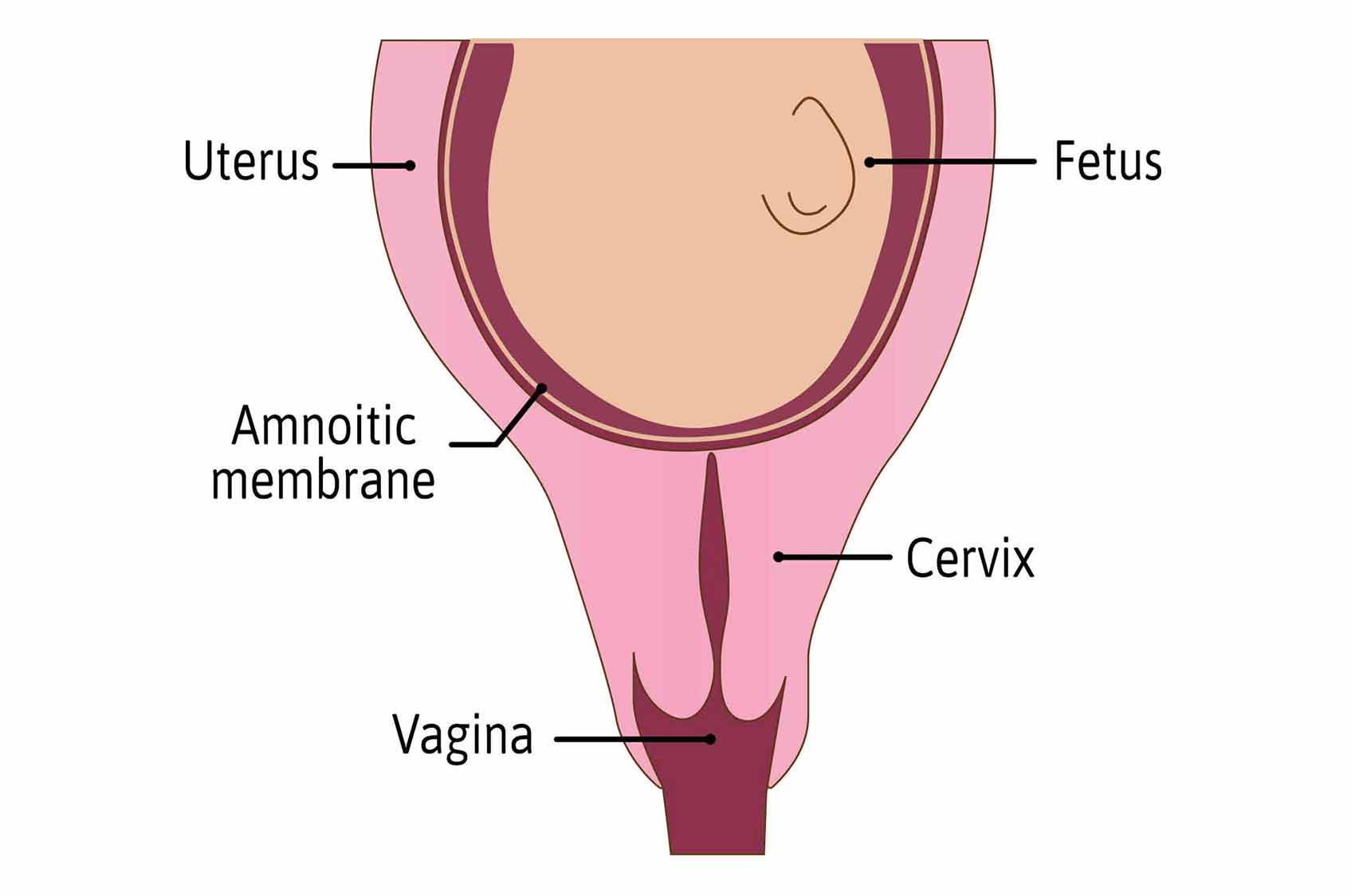 first stage of delivery process cervix tightly closed and-protected