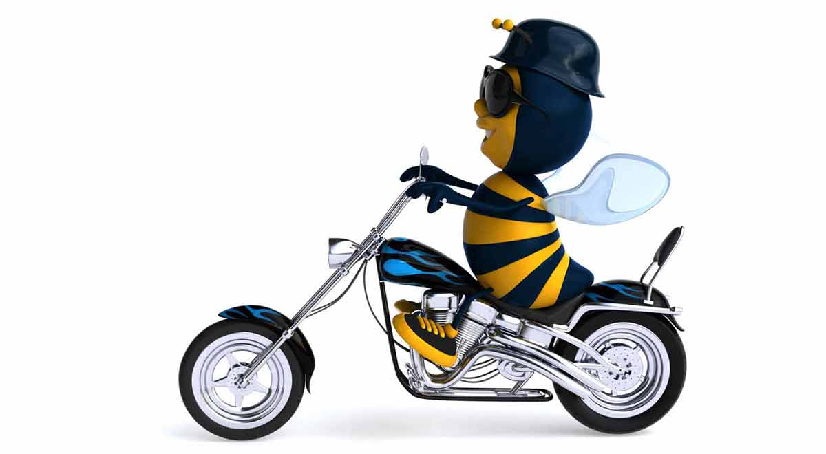 fun bee with novelty helmet