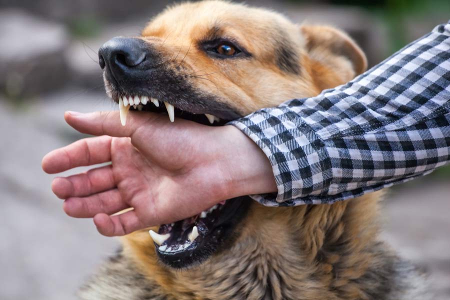 german shepherd bites man's hand