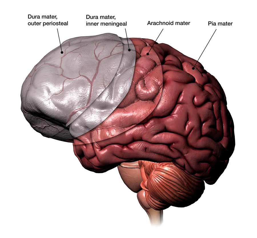 human brain graphic showing meninges layers with labels