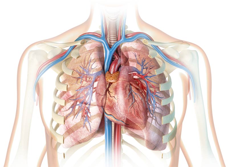 human heart with vessels