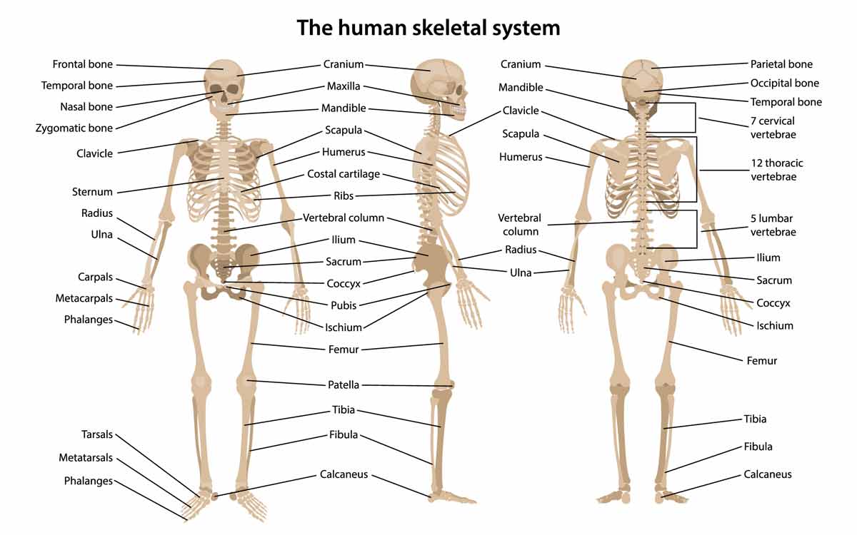 human skeleton in front, side and back views, labeled