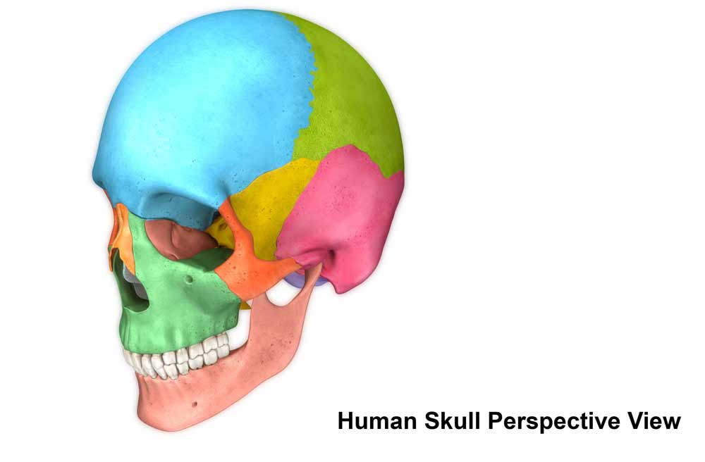 human skull - perspective view