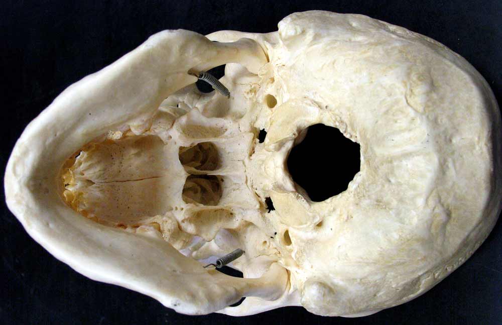 inferior and base of skull