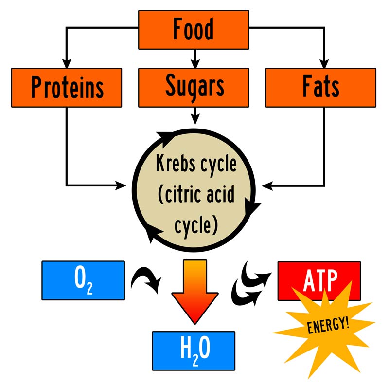 krebs cycle - body energy