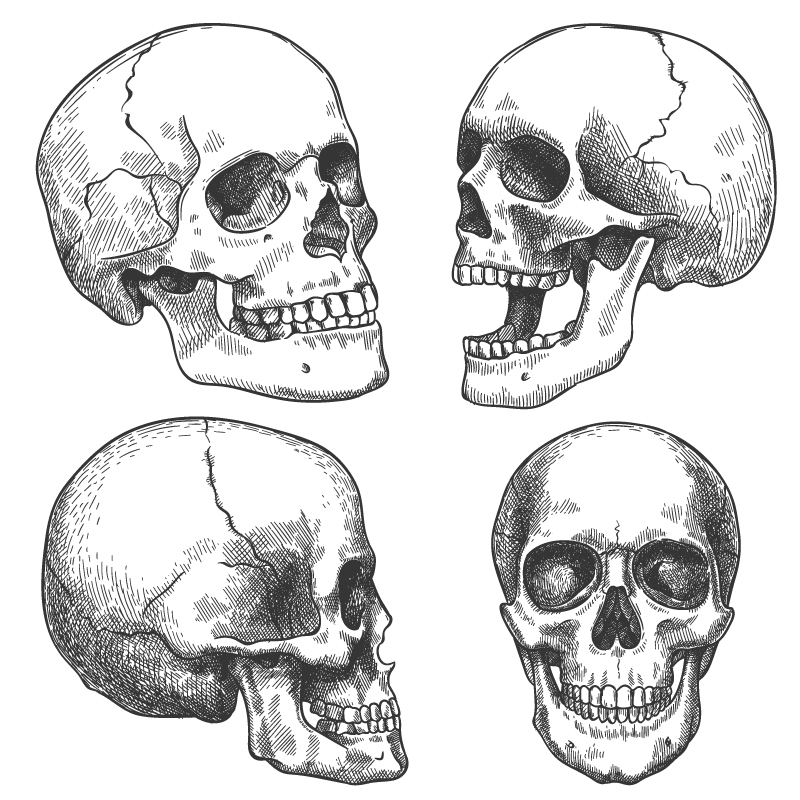 lines on the side of the skull behind the eye socket represent the pterion region