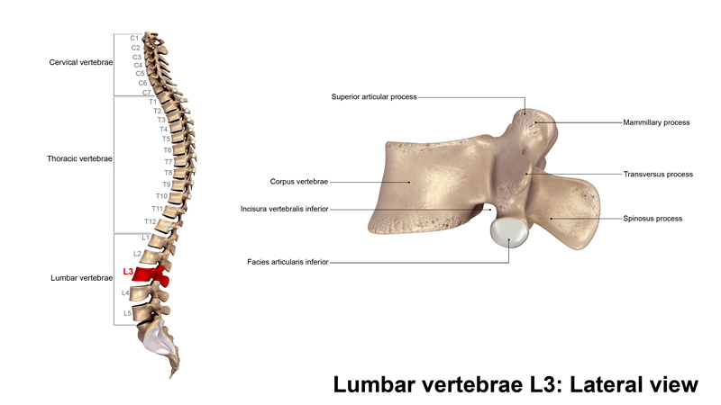 lumbar vertebrae L3 lateral view