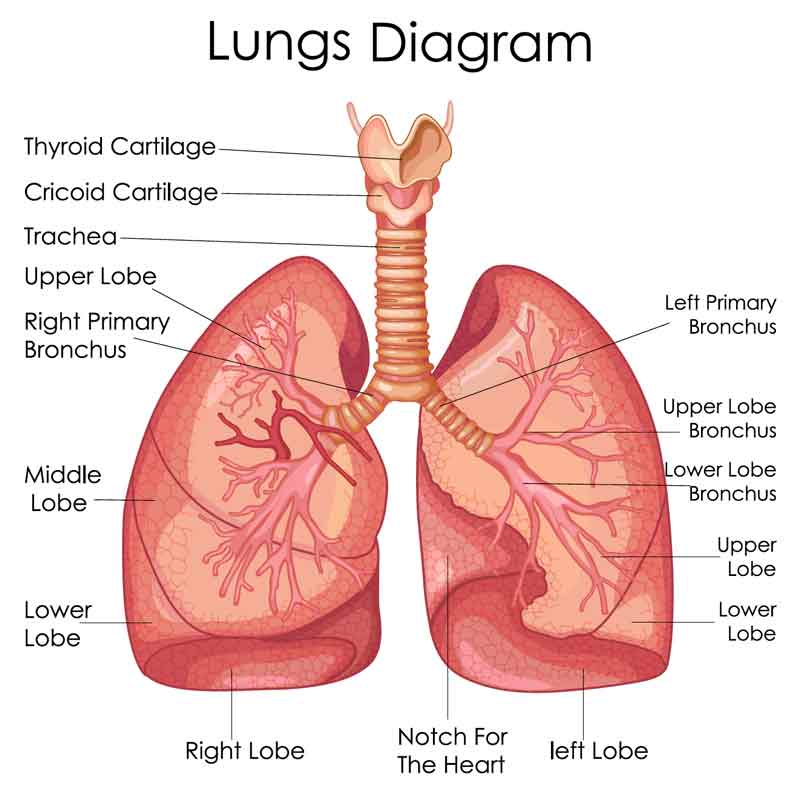 lungs diagram shows lung parts and labels