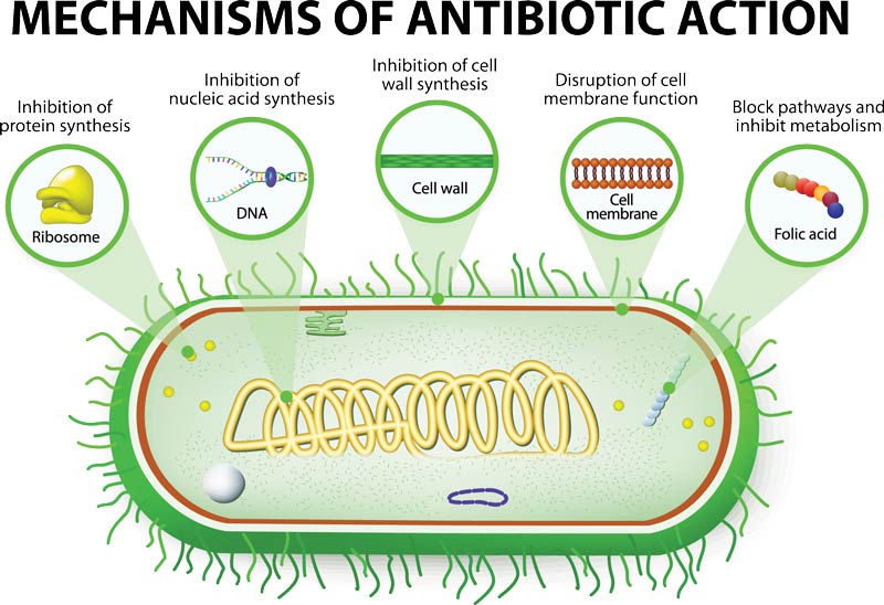  action mechanisms