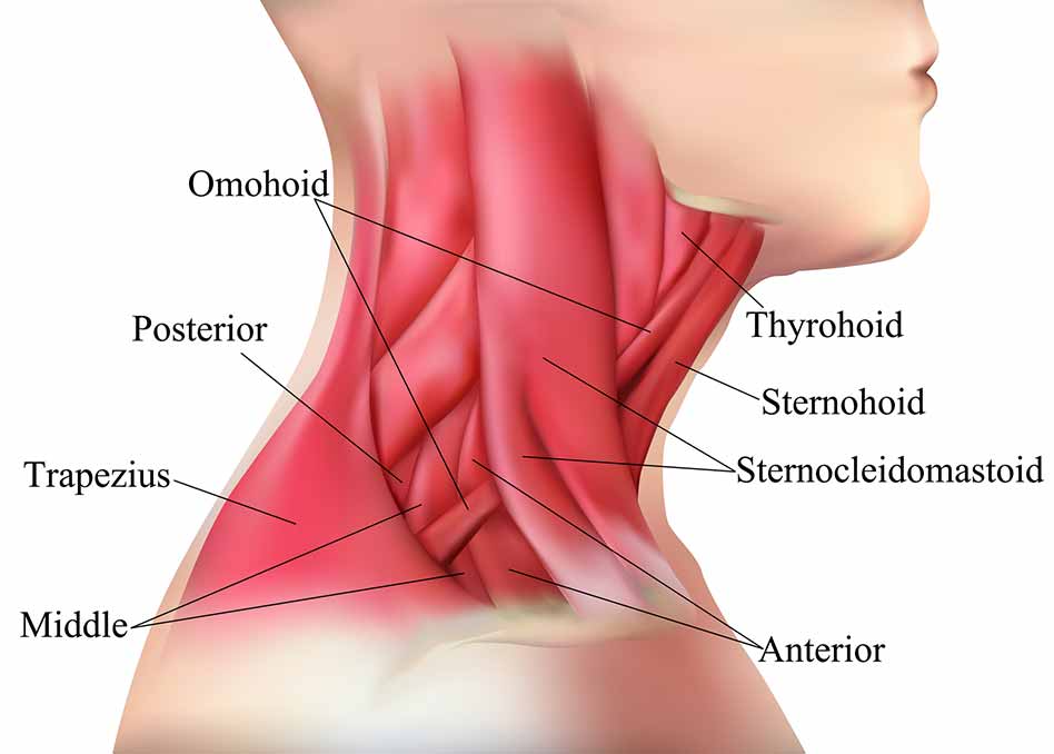 neck muscle diagram