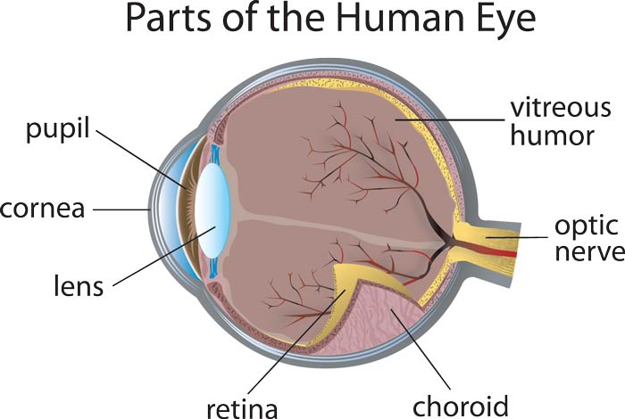illustration of parts of human eye