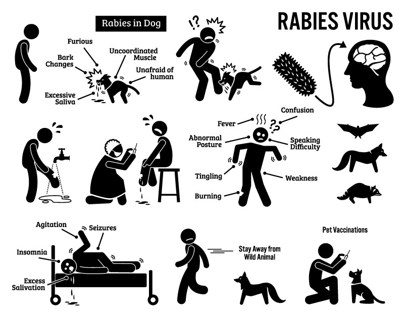 rabies virus in human and animal stick figure pictogram