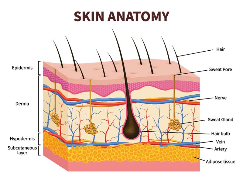 anatomy of skin