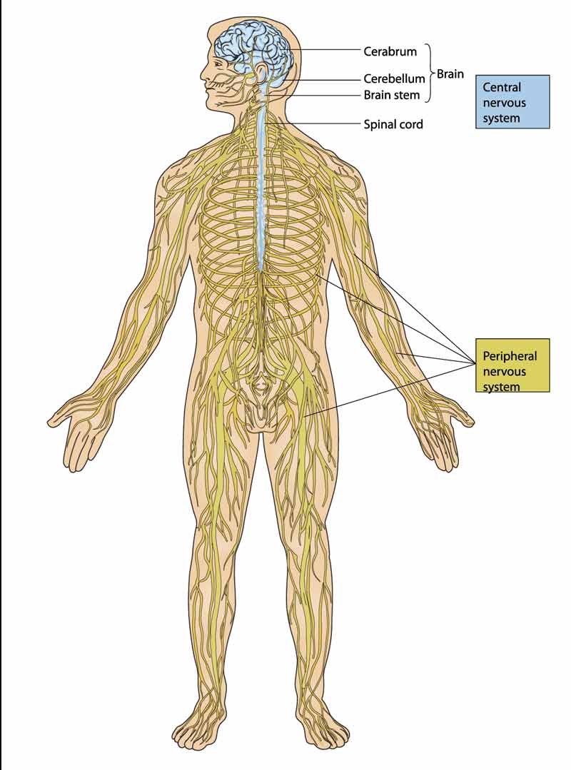 spinal cord anatomy of central and peripheral nervous system