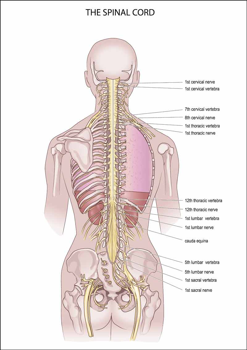 spinal cord anatomy of the central nervous system