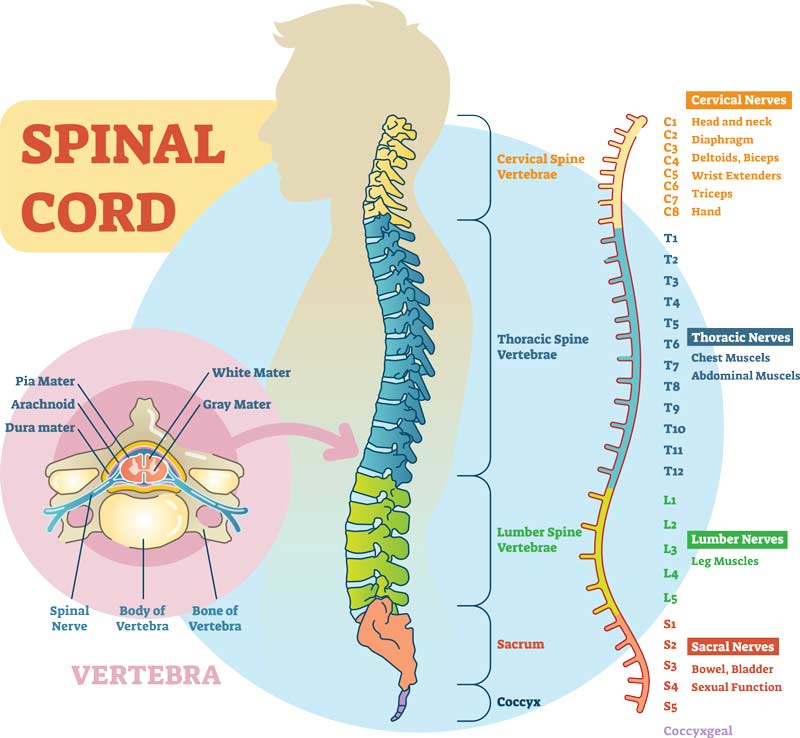 Spinal Cord Injury Levels And Function Chart