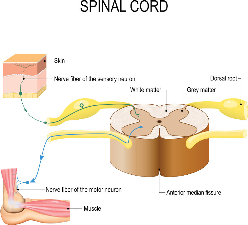 spinal cord reflex arc - nueral pathway