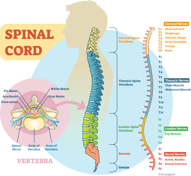 Spinal cord schematic diagram