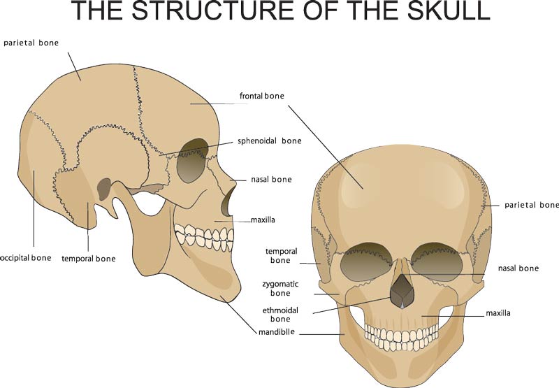 the structure of the skull