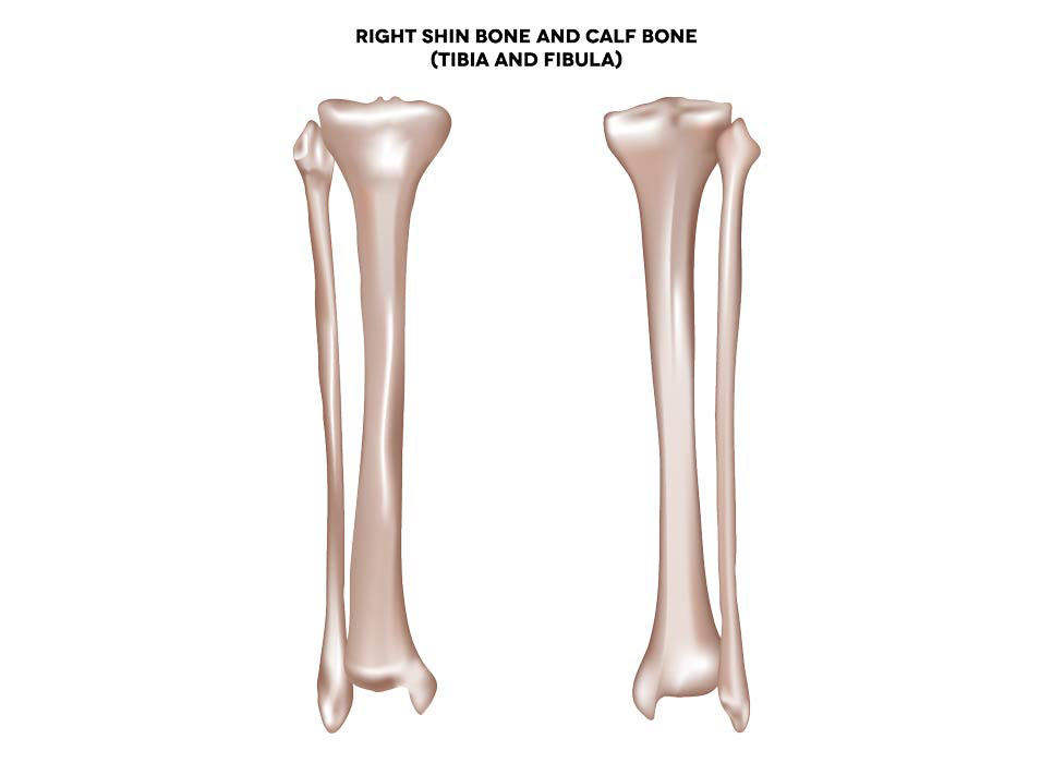 tibia and fibula leg bones