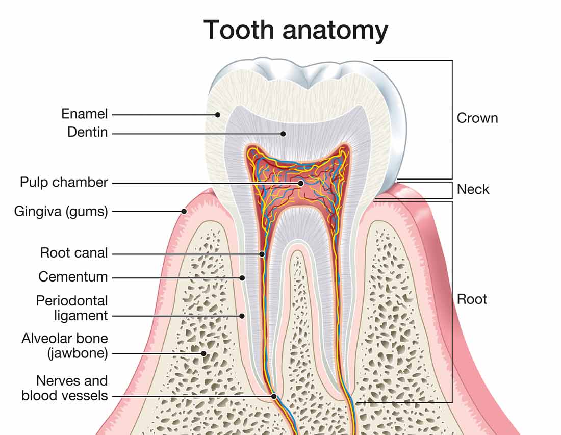 tooth anatomy 