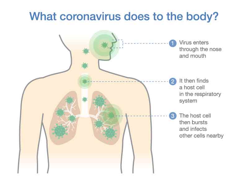 illustration of upper body with explanation of what coronavirus does to the lungs